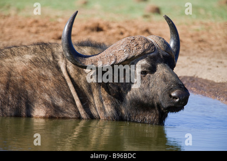 Bufali Syncerus caffer Addo Elephant National Park capo orientale del Sud Africa Foto Stock