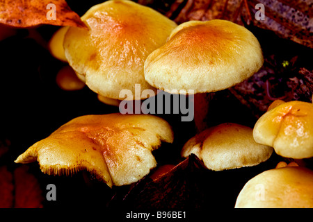 I funghi selvatici in stato di Washington Rasar stato parco lungo il fiume Skagit, vicino al Parco Nazionale delle Cascate del Nord. Foto Stock