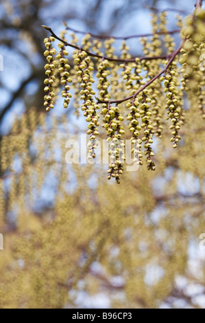 Stachyurus chinensis. Stachyurus cinese impianto in primavera. Regno Unito Foto Stock