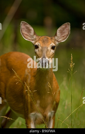 White-Tailed Deer ritratto (Odocoileus virginianus) New York - rossi a piedi nei boschi - In primavera Foto Stock