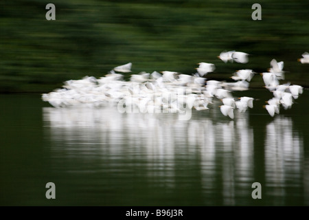 Kuhreiher airone guardabuoi Bubulcus ibis Foto Stock