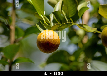 Arancio amaro Foto Stock