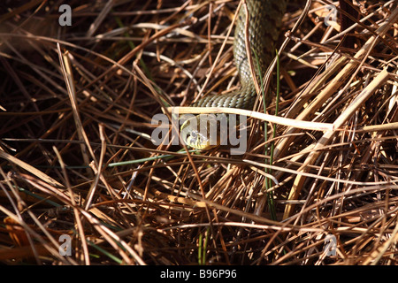 Biscia natrix natrix muovendosi attraverso morti bracken Foto Stock