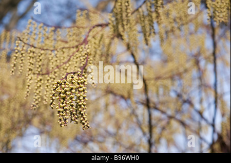 Stachyurus chinensis. Stachyurus cinese impianto in primavera. Regno Unito Foto Stock