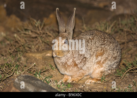 Smiths red rock rabbit Pronolagus rupestris Mountain Zebra national park in Sud Africa Foto Stock