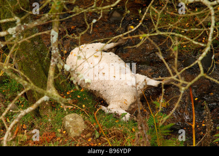 Pecora morta in un fosso Foto Stock
