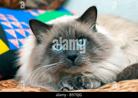 Neva Masquerade Cat (AKA Colorpoint foresta siberiana cat). Foto Stock