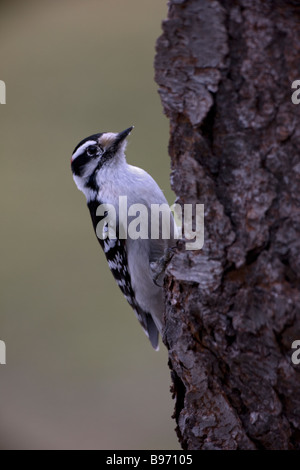 Picchio lanuginosa Picoides pubescens New York STATI UNITI D'AMERICA trovato vicino o in un bosco simile al Picchio pelose ma più piccoli Foto Stock