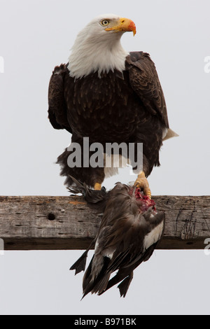Aquila calva mangiando un anatra (Haliaeetus leucocephalus), Tule Lake National Wildlife Refuge, CALIFORNIA, STATI UNITI D'AMERICA Foto Stock