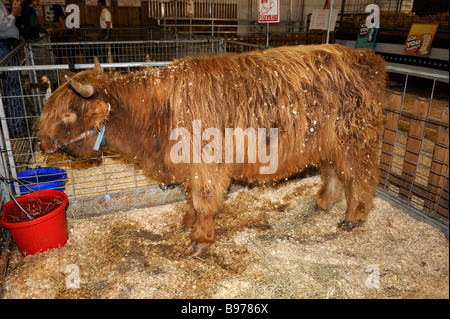 Highlander scozzese bovini mucca Florida State Fair Tampa Foto Stock