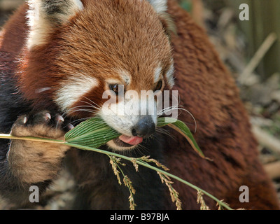 Panda rosso alimentazione su foglie e germogli presso lo zoo di Melbourne Victoria Australia Foto Stock