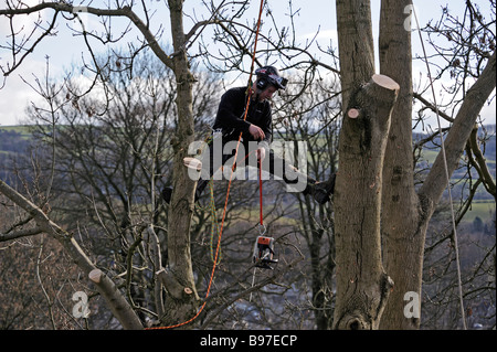 Tree chirurgo lavorando su un piede 60 frassino. Kendal, Cumbria, England, Regno Unito, Europa. Foto Stock