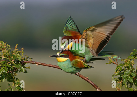 Gruccione Foto Stock