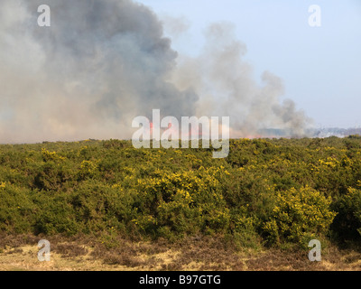 Combustione controllata di brughiera nella nuova foresta Hampshire REGNO UNITO Foto Stock