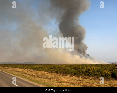 Combustione controllata di brughiera nella nuova foresta Hampshire REGNO UNITO Foto Stock