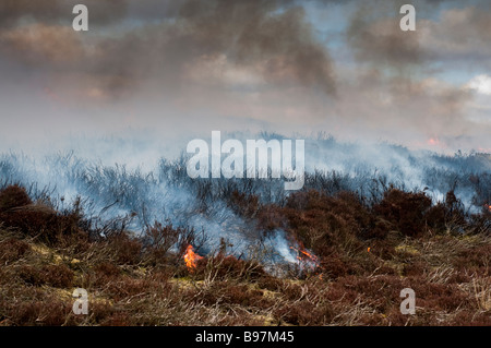 Vecchio heather brucia in un incendio controllato impostato dal guardiacaccia di Bolton Abbey Estate su Barden cadde Foto Stock