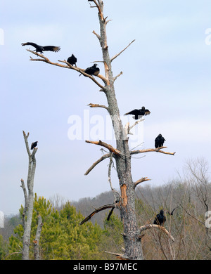 Nero americano gli avvoltoi sono ' appollaiati in morto un albero di pino North Georgia USA Foto Stock