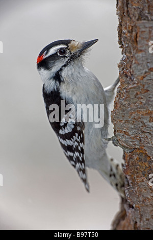 Picchio lanuginosa Picoides pubescens New York STATI UNITI D'AMERICA trovato vicino o in un bosco simile al Picchio pelose ma più piccoli Foto Stock