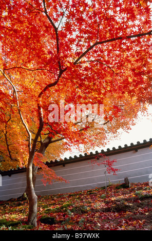 Foglie rosse Foto Stock