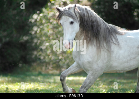 Stalloni andalusi Foto Stock