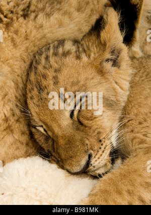 Un bambino LION CUB dormire in cattività coccolati con altri lupetti in Sud Africa Foto Stock