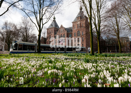 Il tram sta andando dal Tropenmuseum di Amsterdam attraverso l'erba-plat con fioriture di crochi Foto Stock