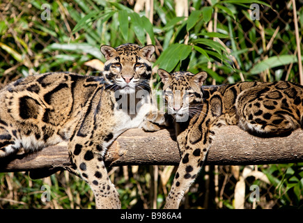 Offuscato Leopardi Neofelis nebuloso Foto Stock