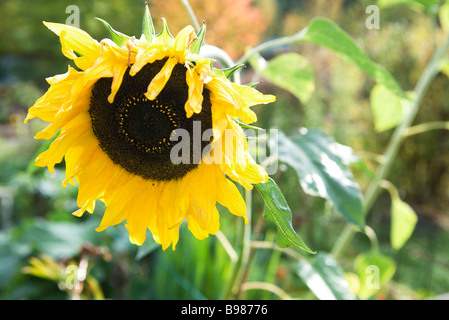 Girasole Foto Stock