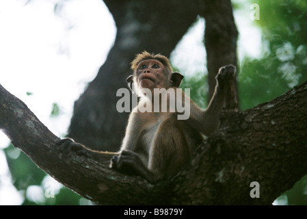 Scimmia Rhesus (macaca mulatta) seduto sul fronda di albero, guardando in alto Foto Stock