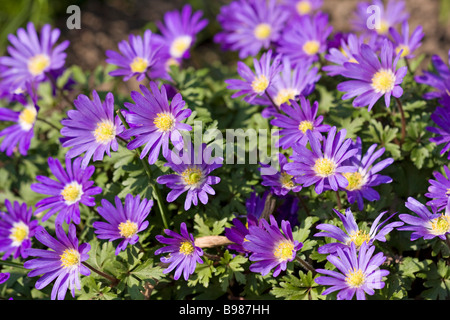 Mostri Alpino viola (Alpinus Aster) in fiore all'inizio della primavera nel Regno Unito Foto Stock