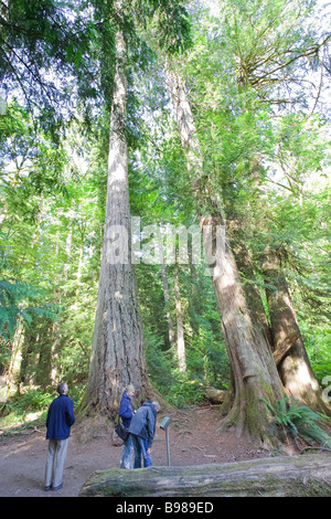 Famiglia ammirando gigante Abete Douglas in una foresta pluviale temperata Foto Stock
