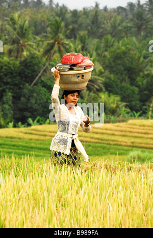 Donna Balinese con offerte sul suo capo a piedi attraverso il campo di riso al tempio, Bali, Indonesia Foto Stock