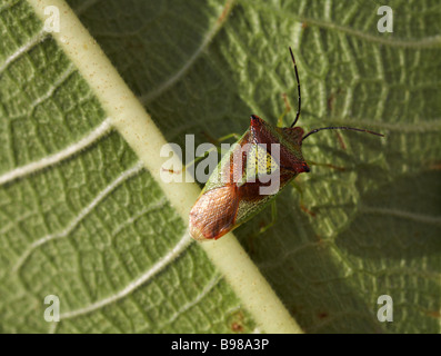 Insetti di scudo di biancospino, Aanticosoma emorroidale, insetti di scolo, in foglia a Dorset, Regno Unito nel mese di ottobre Foto Stock