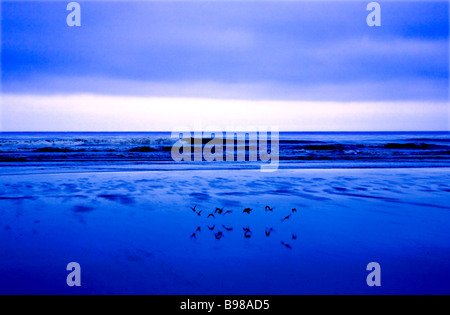 Alba su Kalaloch Beach, Parco Nazionale di Olympic, STATI UNITI D'AMERICA. Blue dawn luce nella nebbia a bassa marea. Pipers battenti lungo la linea surf. Foto Stock