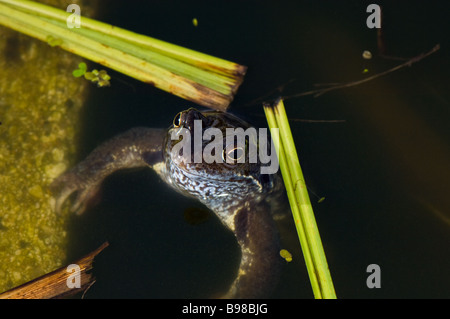 Comune maschio adulto frog emergenti da uno stagno durante l'accoppiamento. Foto Stock