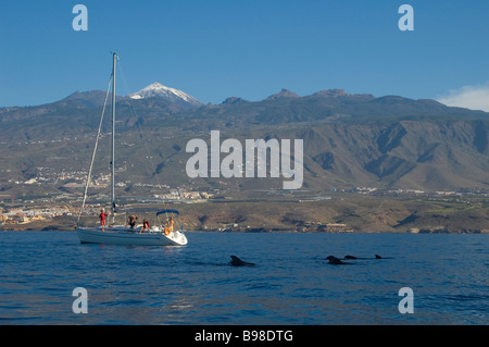 Illex Balene Pilota (Globicephala macrorhynchus) Tenerife, Isole Canarie. Foto Stock