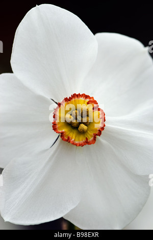 Narciso Actaea fotografati a giardini Keukenhof in Lisse Paesi Bassi Foto Stock