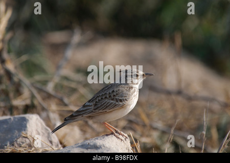 Crested Lark Galerida cristata seduto su una roccia nel Rajasthan in India Foto Stock