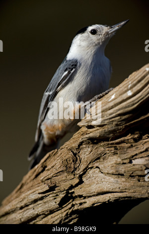 Bianco-breasted picchio muratore (Sitta carolinensis) New York - USA Foto Stock