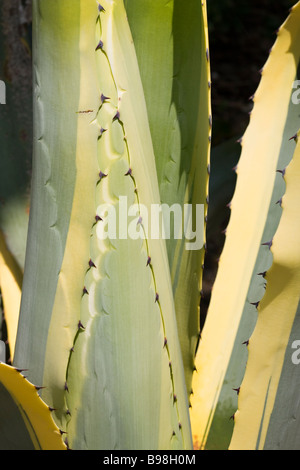 Close up il succulento foglie della pianta di agave (Agave americana "Variegata') Foto Stock