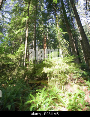 La felce e giovani abeti di Douglas cresce su gigantesco albero caduto Foto Stock