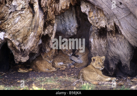 Il gruppo di cinque baby lion cubs all'ingresso den sotto il tronco di un antico albero di fico Masai Mara riserva nazionale Foto Stock