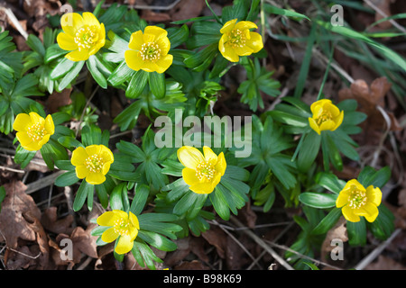 Aconitum inverno Eranthis hyemalis Howick Hall giardino Northumberland REGNO UNITO Foto Stock