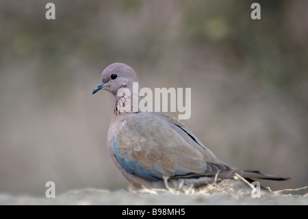 Ridendo Colomba Streptopelia senegalensis seduto sul muro di pietra a Jaipur India Foto Stock