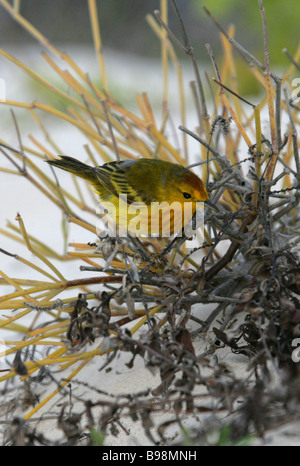 Mangrove o giallo trillo, Dendroica petechia aureola, San Cristobal Island, Isole Galapagos, Ecuador, Sud America Foto Stock