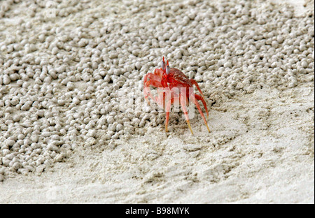 Galapagos Granchi fantasma, Ocypode gaudichaudii, San Cristobal Island, Isole Galapagos, Ecuador, Sud America Foto Stock