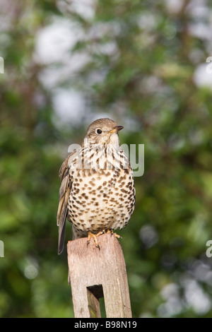 Mistle Thrush Turdus viscivorus adulto appollaiato su un palo da recinzione Foto Stock