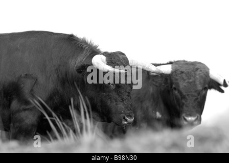 2 spagnolo tori da combattimento in piedi vicino insieme nel campo Foto Stock