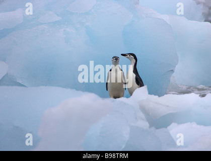 Pinguini Chinstrap (Pygoscelis antarcticus) su ghiaccio Antartide Foto Stock