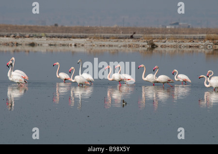 Un gregge di maggiore fenicotteri rosa Phoenicopterus ruber alimentando in uno stagno vicino Lago Sambhar Rahasthan India Foto Stock